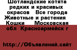 Шотландские котята редких и красивых  окрасов - Все города Животные и растения » Кошки   . Московская обл.,Красноармейск г.